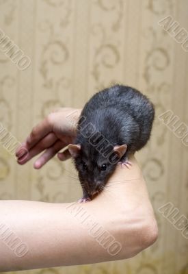 Black domestic rat