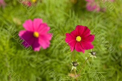 coreopsis close-up