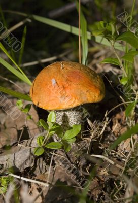 orange-cap fungus