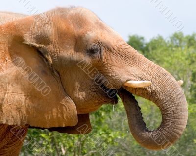 Elephant Drinking