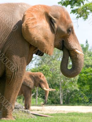 Elephants