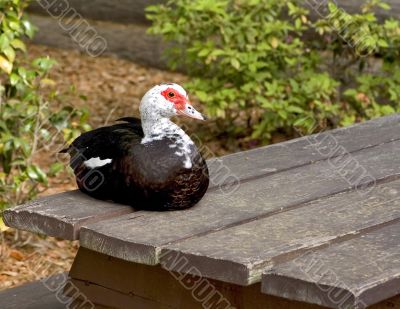 Duck on Picnic Table