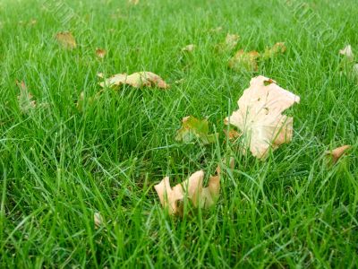 green grass with little leafs
