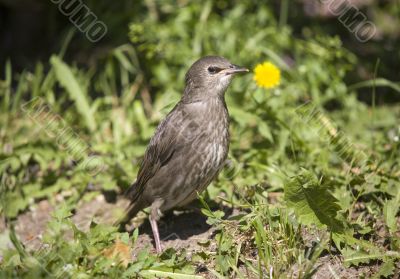Young female starling