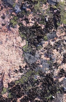 Rock with a black lichen
