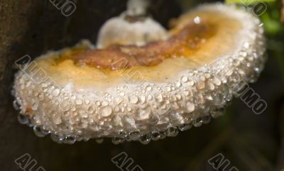 Exotic mushroom after a rain