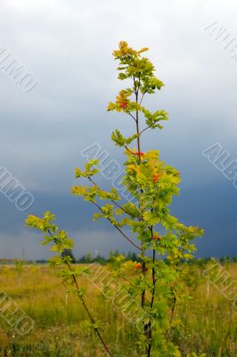 rowan tree