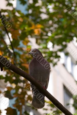 Pigeon on a branch