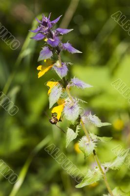 Melampyrum nemorosum close up