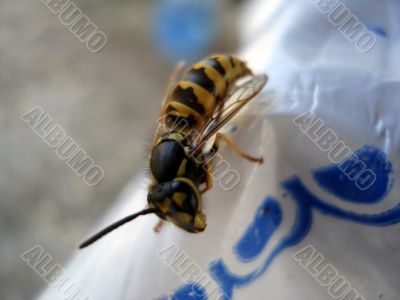 Wasp on table side