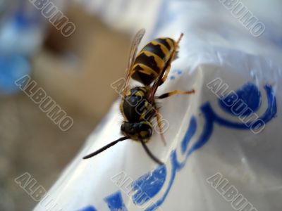 Wasp on table side