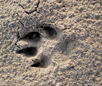 Paw Print