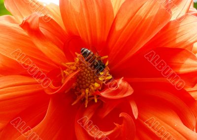 Honey Bee &amp; Red Flower