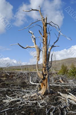 Old dead tree