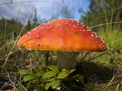 Fly agaric