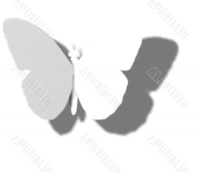 White Butterfly Outline Shadow