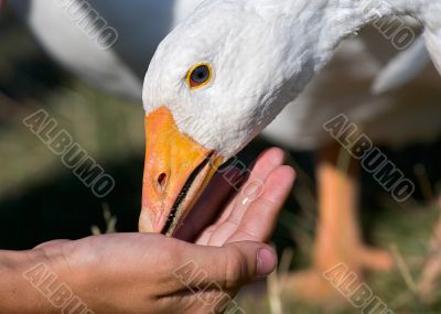 feeding