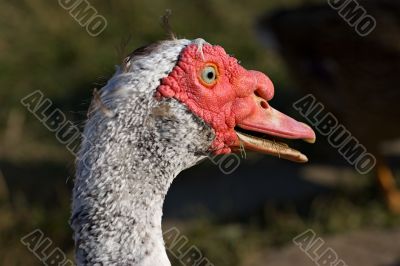 muscovy duck