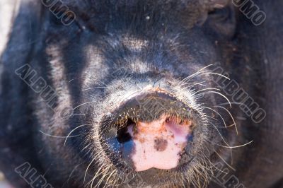 pig`s nose