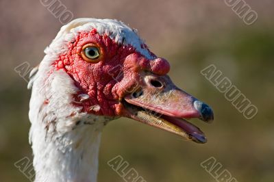 muscovy duck