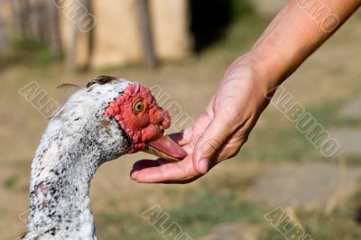 feeding