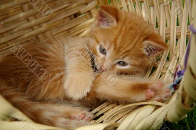 the kitten in the basket