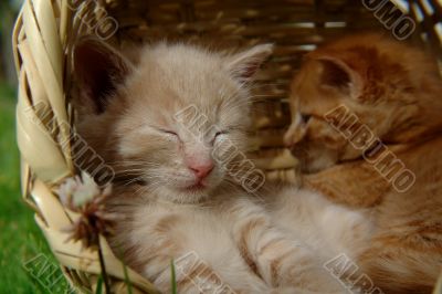 two sleeping kittens in the basket