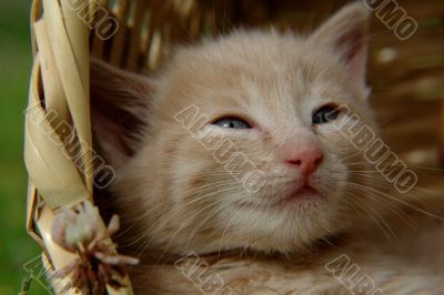 the kitten in the basket