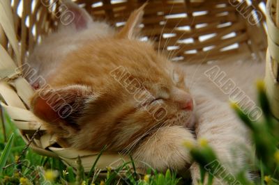 two sleeping kittens in the basket