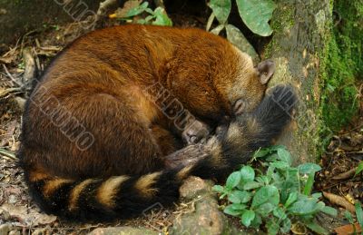 sleeping koati sleeping koati