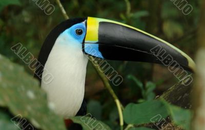 the ecuadorian amazonian rain forest toucan