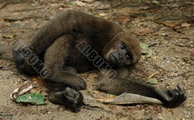 the amazonian rain forest monkey