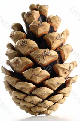 Cone isolated in white background Cone isolated in white background