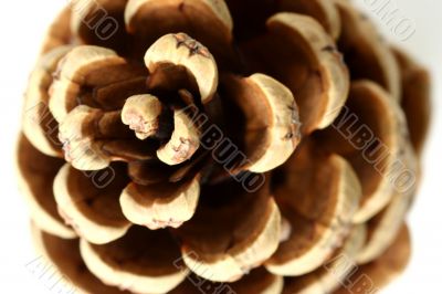 Cone isolated in white background