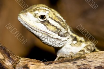 bearded dragon