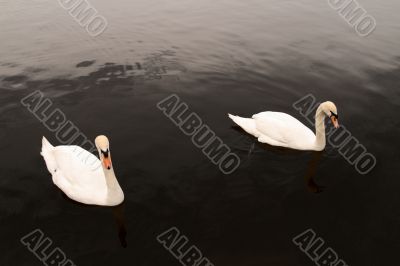 Swan Swan