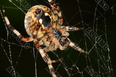 spider