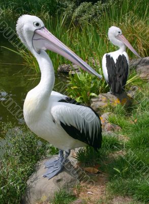 Pelicans wonder