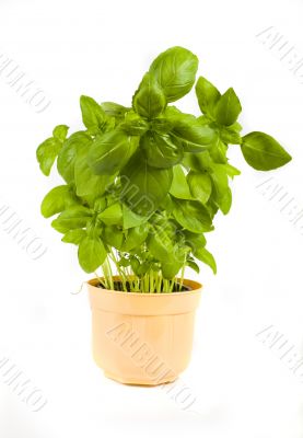 basil