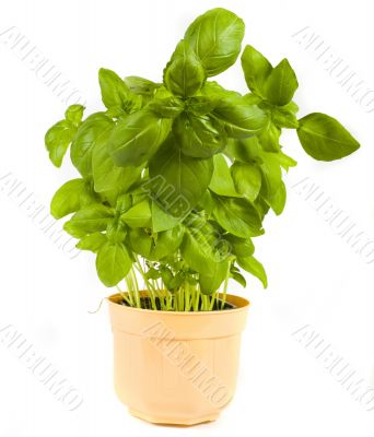 basil