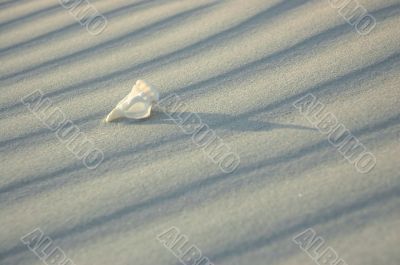 White solitude 2. Shell series.