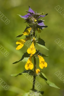 Melampyrum nemorosum close