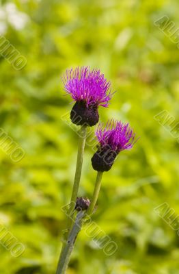 agrimony on a meadow