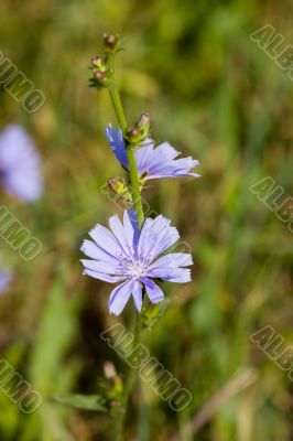 Chicory