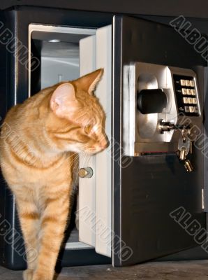 Open safe door with orange tabby stepped out