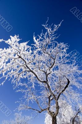 Ice and Snow Covered Tree