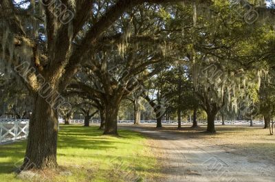 Country lane with overhanging Spanish moss