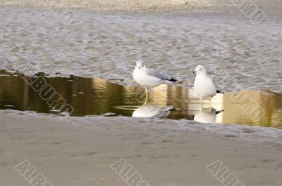 Two seagulls reflected in puddle