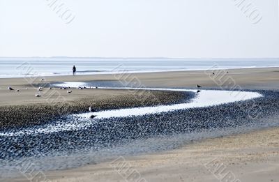 Beach at Low Tide