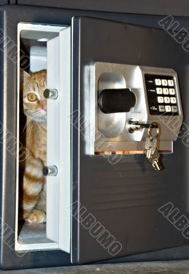 Open safe door with cat inside